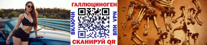 Галлюциногенные грибы Psilocybe Шиханы